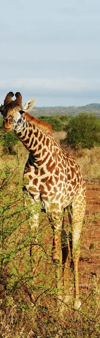 Durch die Hügel des Tsavo-West-Nationalparks